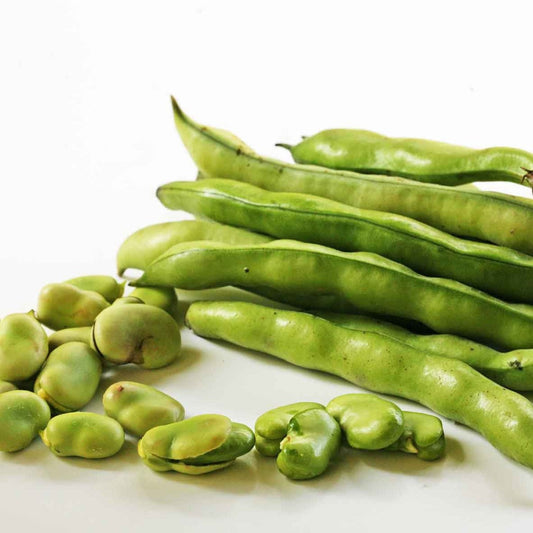 Broad Windsor Fava Bean (Bush) - Blessings Grow Meadows