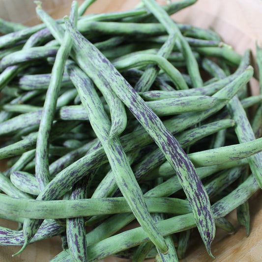 Rattlesnake Bean (Pole) - Blessings Grow Meadows