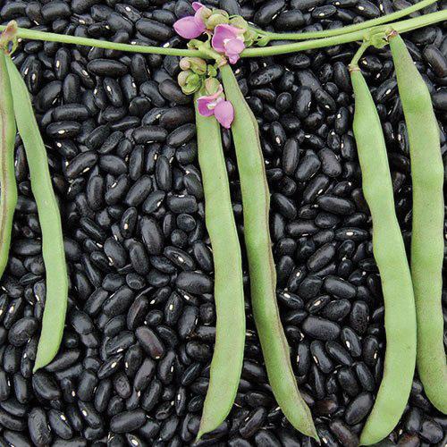 Cherokee Black Bean (Pole) - Blessings Grow Meadows