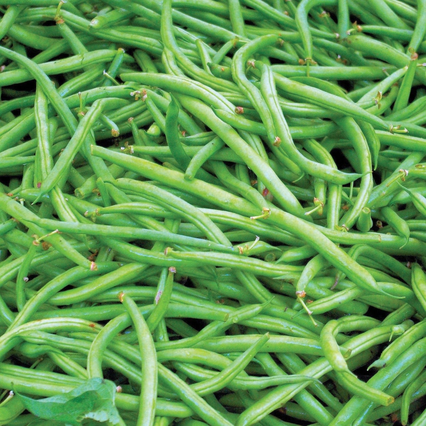 Contender Bean (Bush) - Blessings Grow Meadows