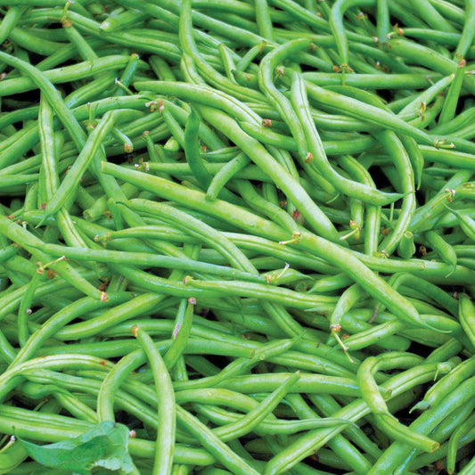 Contender Bean (Bush) - Blessings Grow Meadows