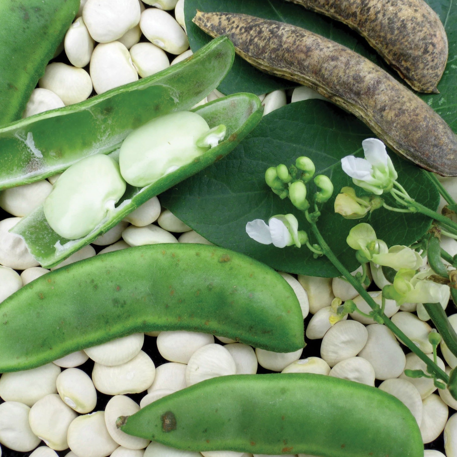 Fordhook 242 Lima Bean (Bush) - Blessings Grow Meadows