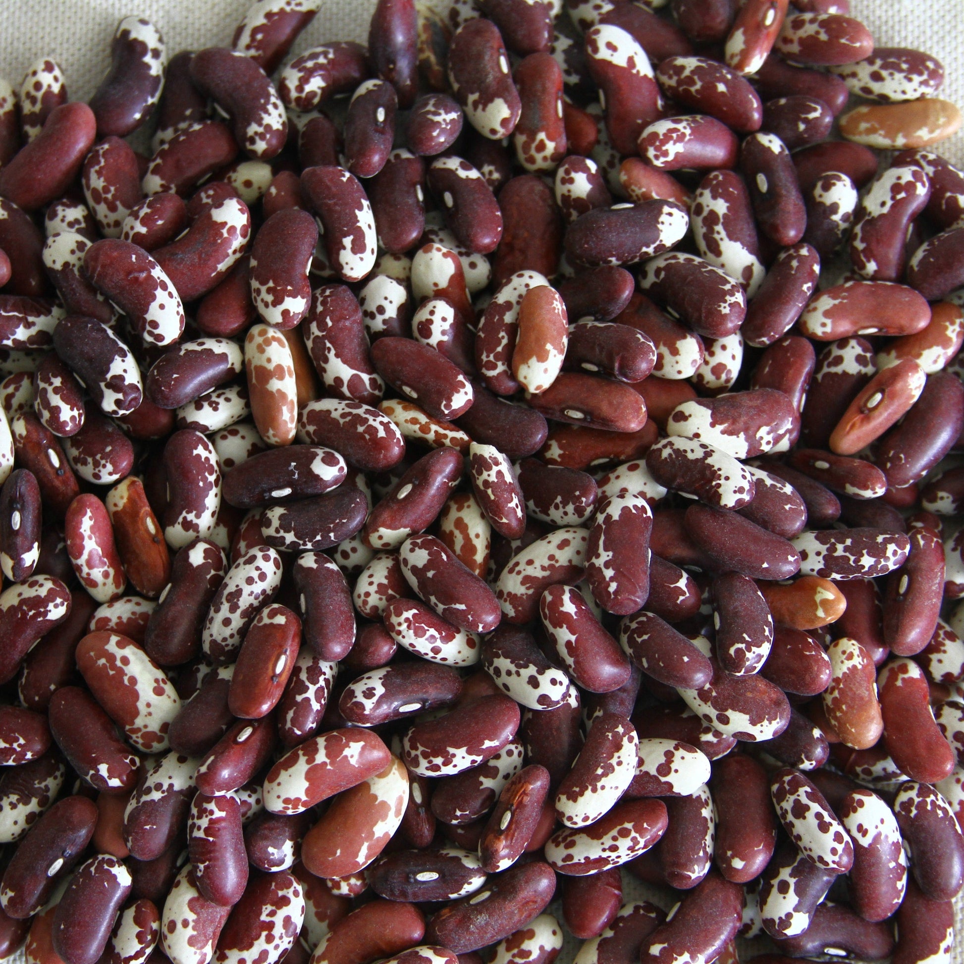 Jacob's Cattle Bean (Bush) - Blessings Grow Meadows