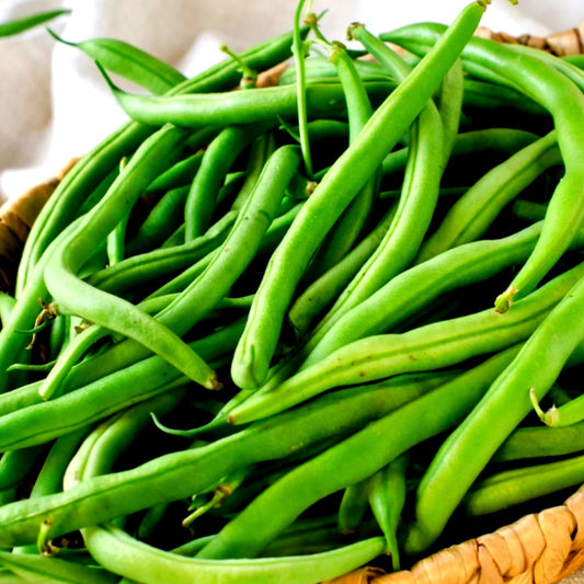Antigua Bean (Bush) - Blessings Grow Meadows