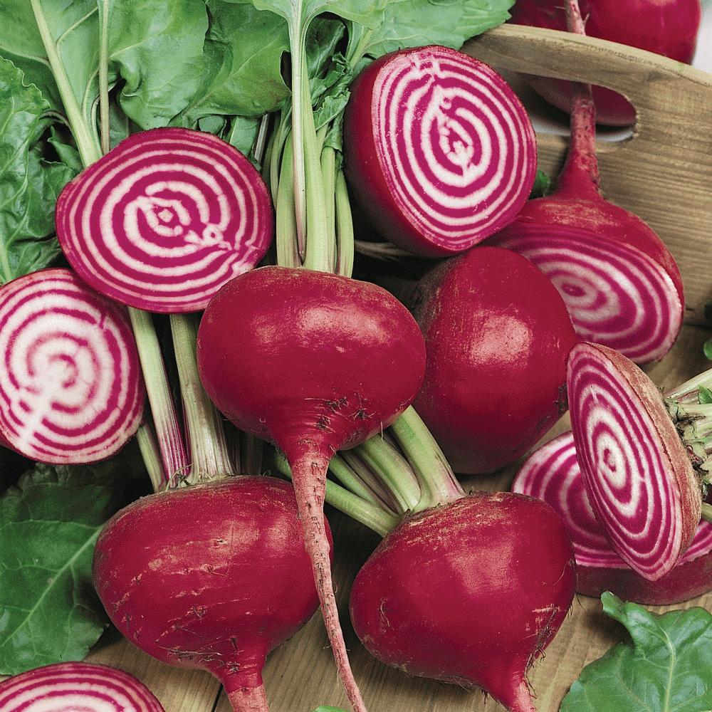 Chioggia Beet - Blessings Grow Meadows