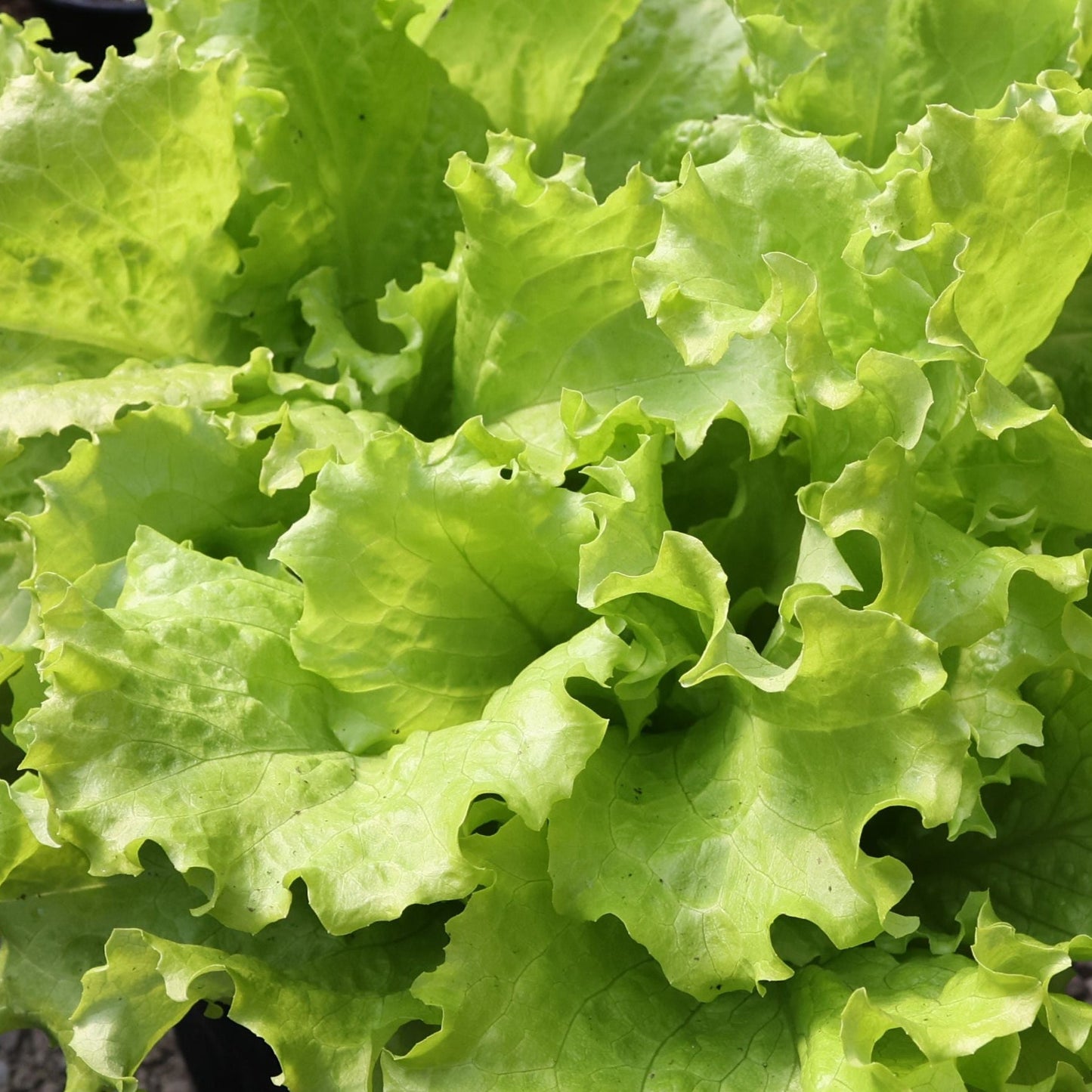 Black Seeded Simpson Lettuce - Blessings Grow Meadows