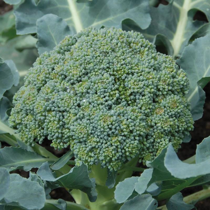 Calabrese Broccoli - Blessings Grow Meadows
