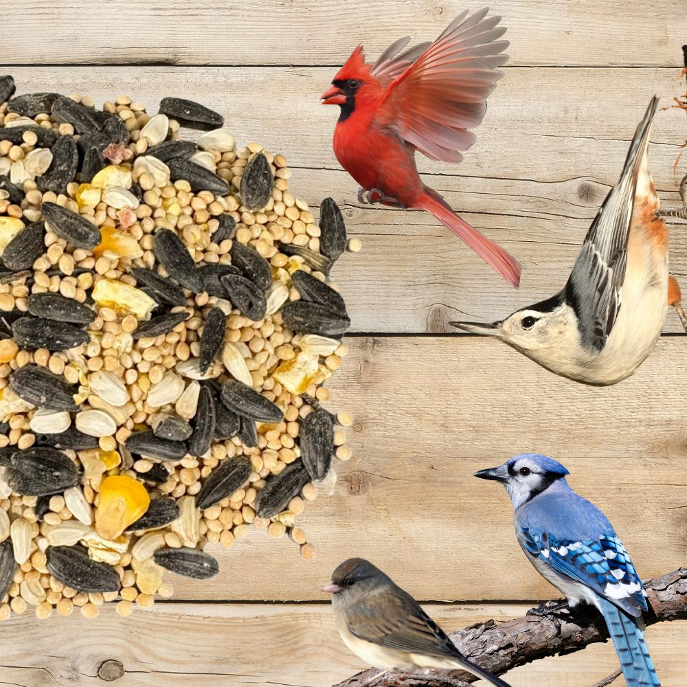 Birdseed blend from Flawn Seed Kits for backyard bird feeders, featuring a mix of seeds for attracting wild birds.