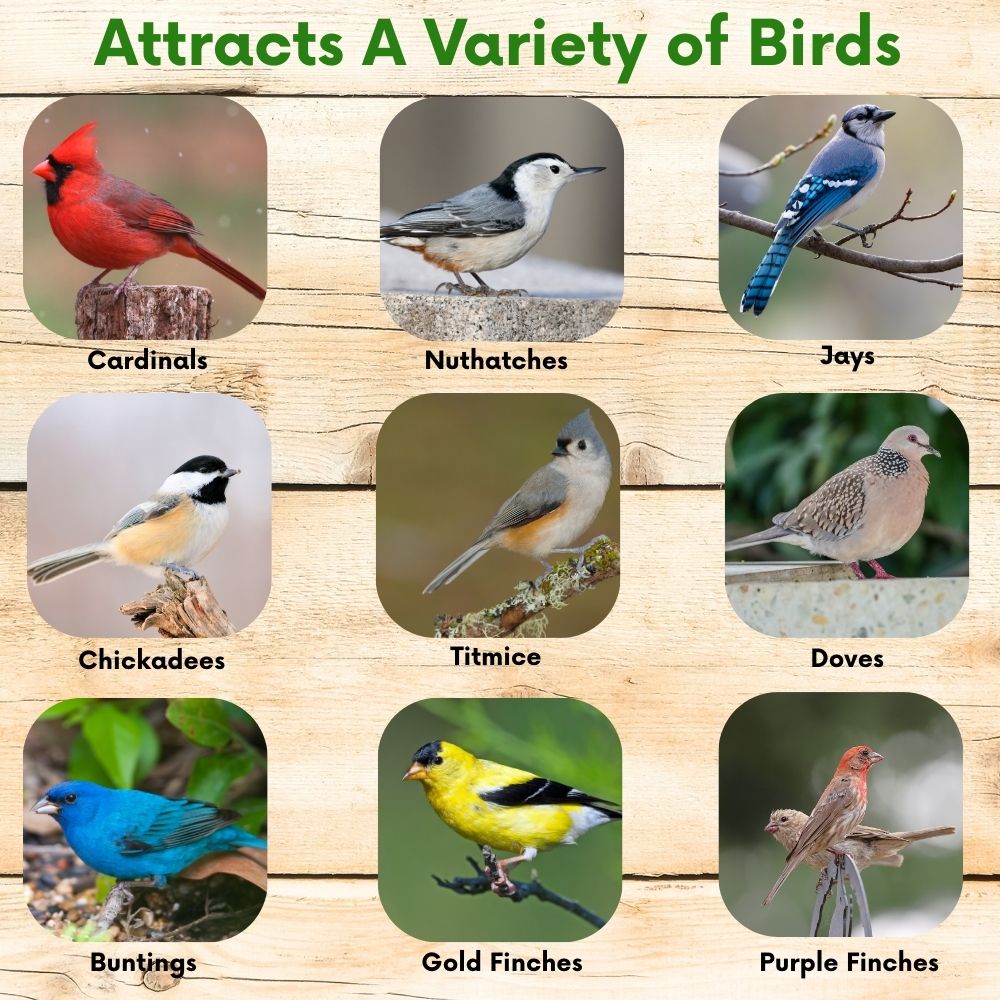 Bird and pollinator seed blend in a backyard setting, featuring colorful wildflowers and various bird species feeding.