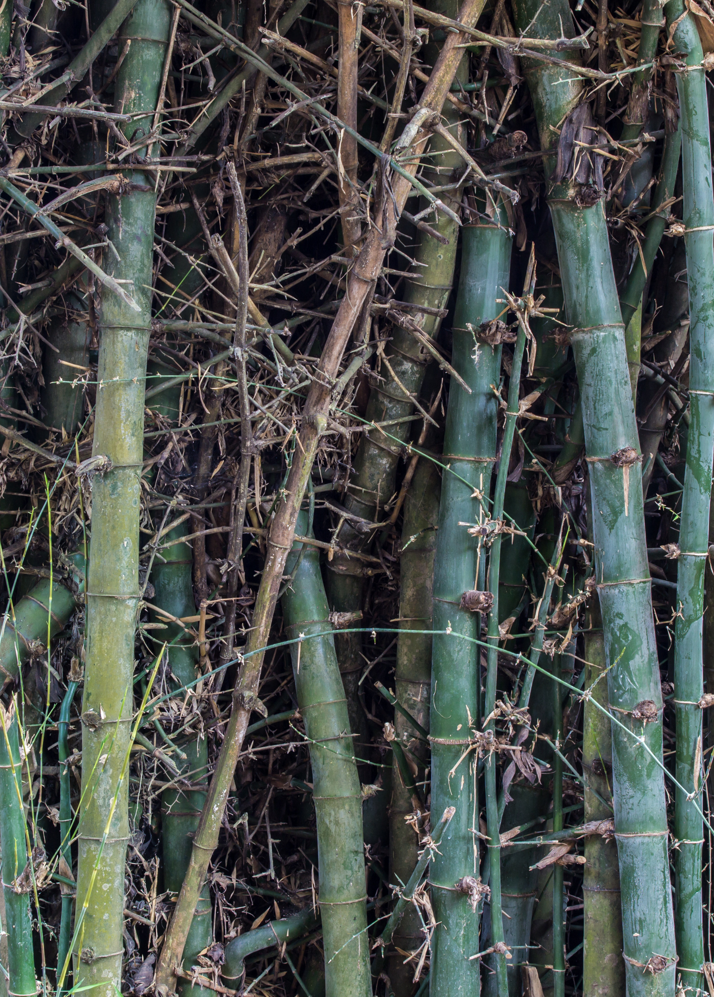 Tropical bamboo plant Bambusa oldhamii, edible bamboo variety, grown as a lush, green ornamental tree by Sow Exotic.