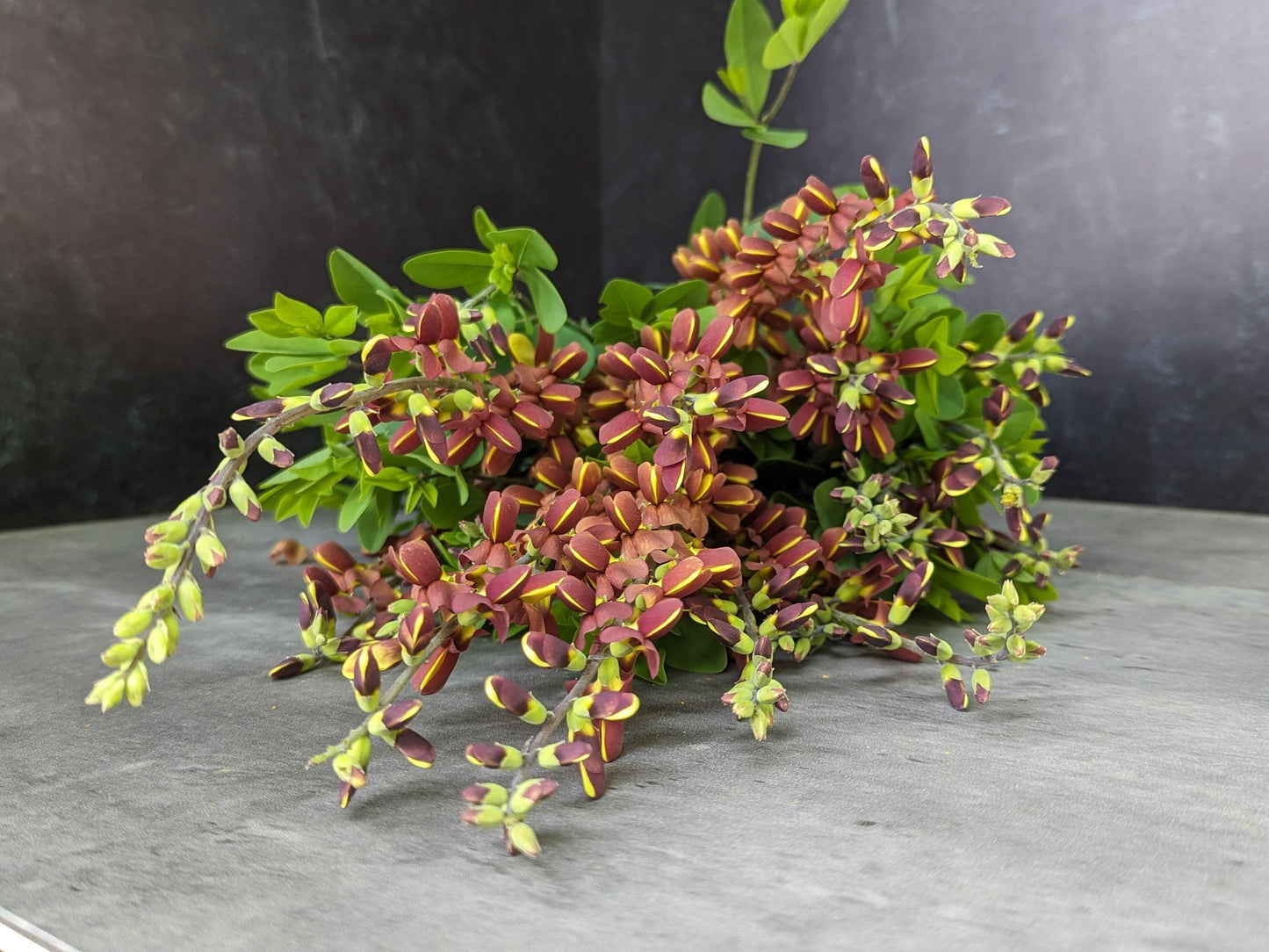 Bright Baptisia Cherries Jubilee live plant with vibrant blue-purple flowers, from Sunny Meadows Flower Farm.