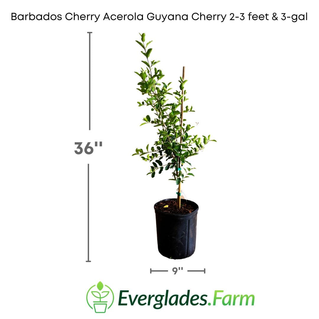 Barbados Cherry, Acerola, Guyana Cherry Tree - Blessings Grow Meadows