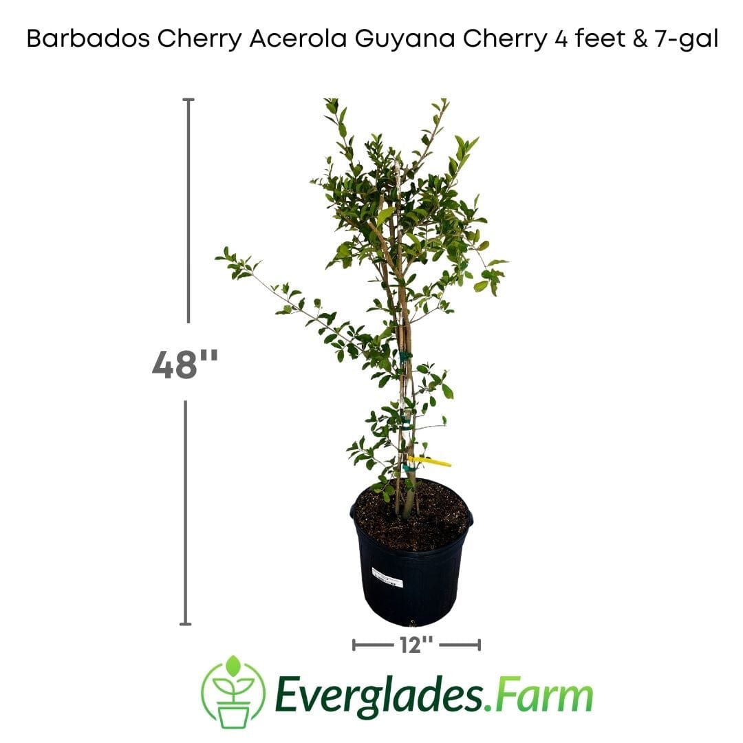 Barbados Cherry, Acerola, Guyana Cherry Tree - Blessings Grow Meadows