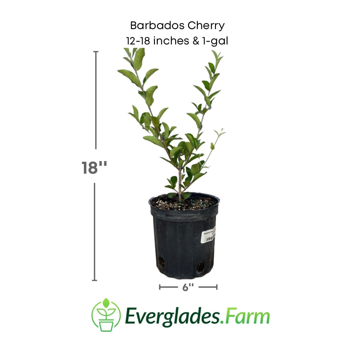 Barbados Cherry, Acerola, Guyana Cherry Tree - Blessings Grow Meadows