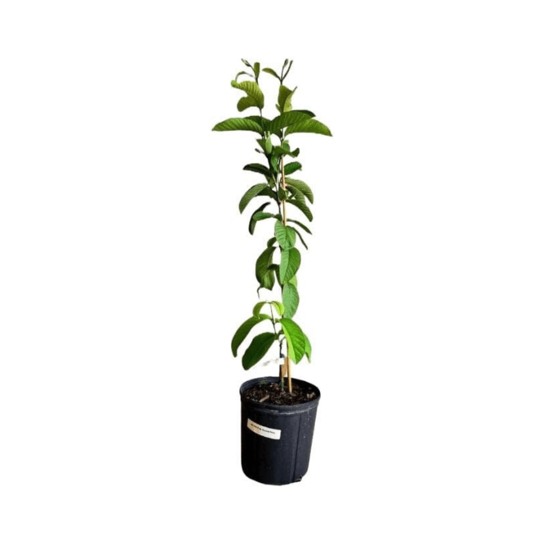 Barbie Pink Guava Tree - Blessings Grow Meadows -
