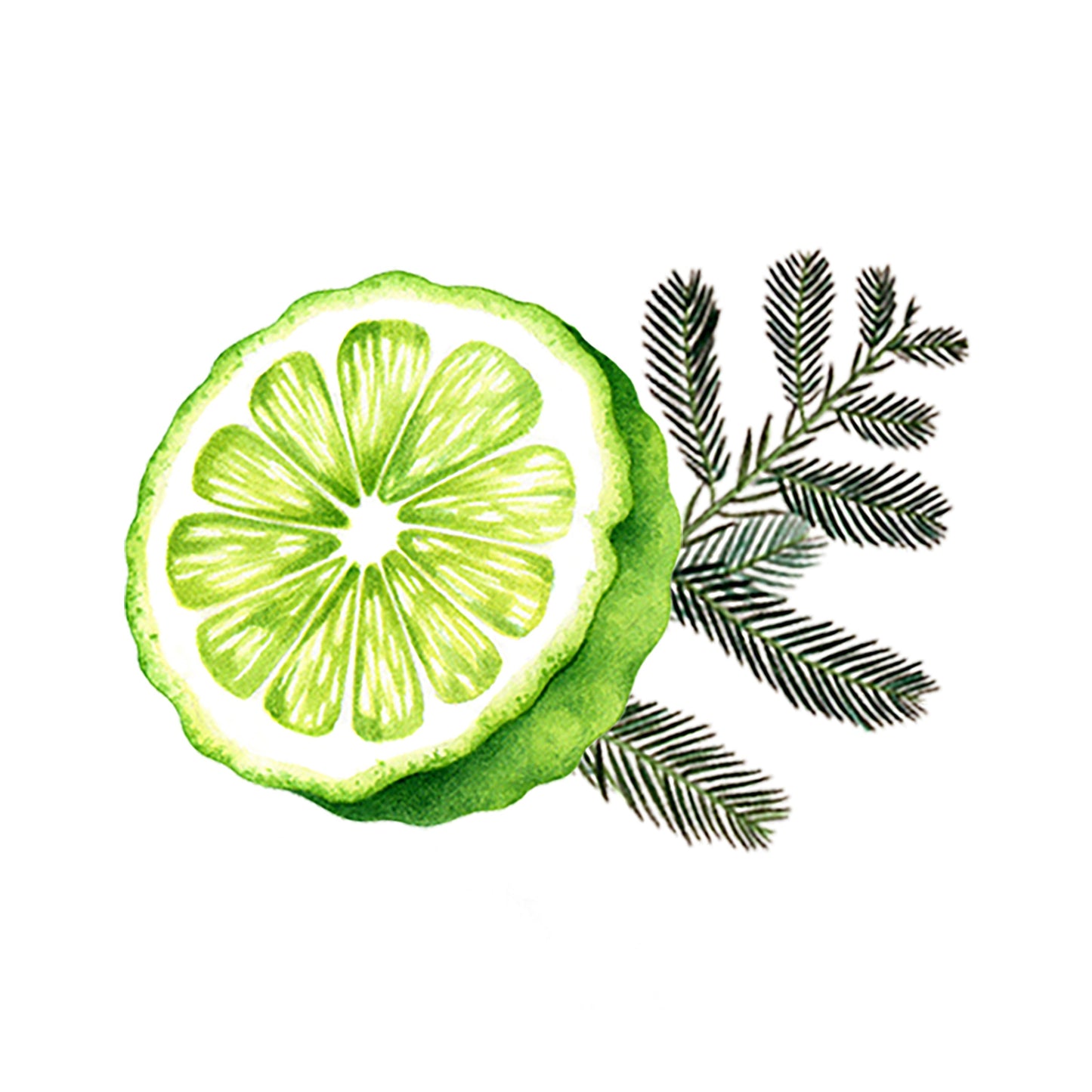 A watercolor of a halved green kaffir lime with leaves on white, evoking the fresh zest featured in Rustic Strengths Bergamot & Cypress Essential Oil Blend.