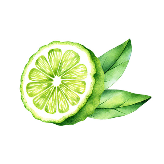 A watercolor of sliced green citrus with leaves evokes the fresh aroma of Rustic Strength Bergamot Essential Oil, set against a white background.