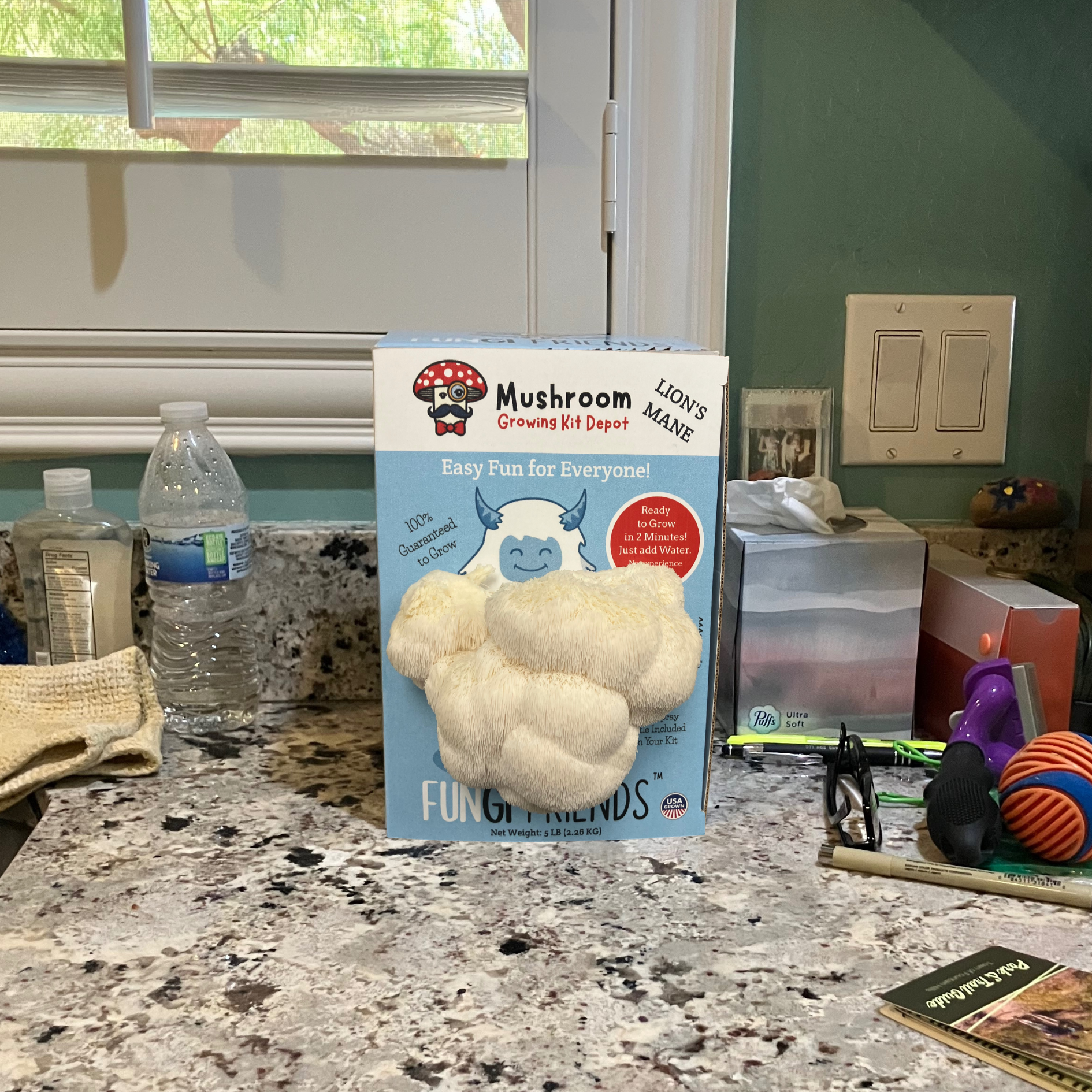 Betty the Yeti - Lion's Mane Mushroom Grow Kit - 5 LBS (with box) - Blessings Grow Meadows