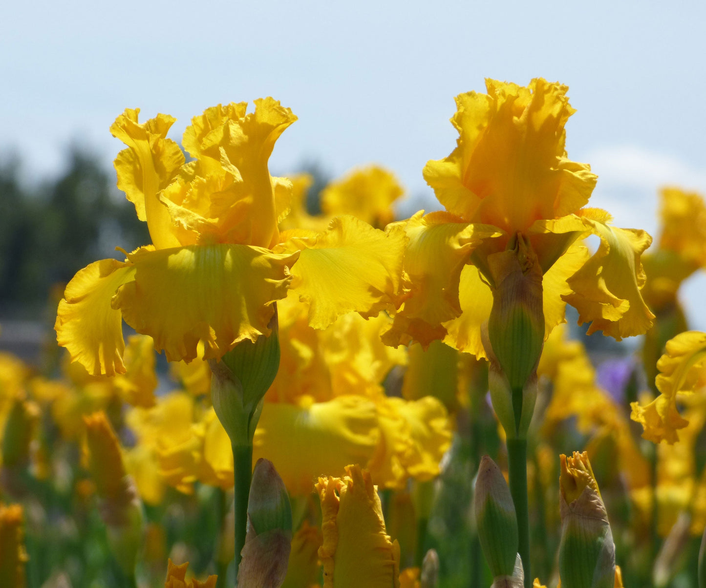 Big As The Moon Reblloming Fragrant Bi-Color Iris Quart Pot - Blessings Grow Meadows
