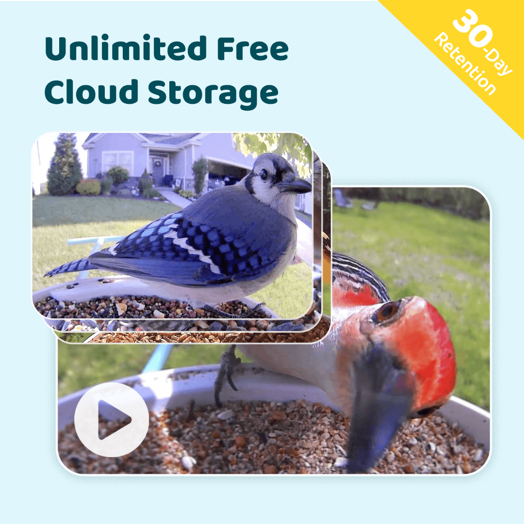 Birdfy Feeder - AI-Powered Smart Bird Feeder with Camera - Blessings Grow Meadows -