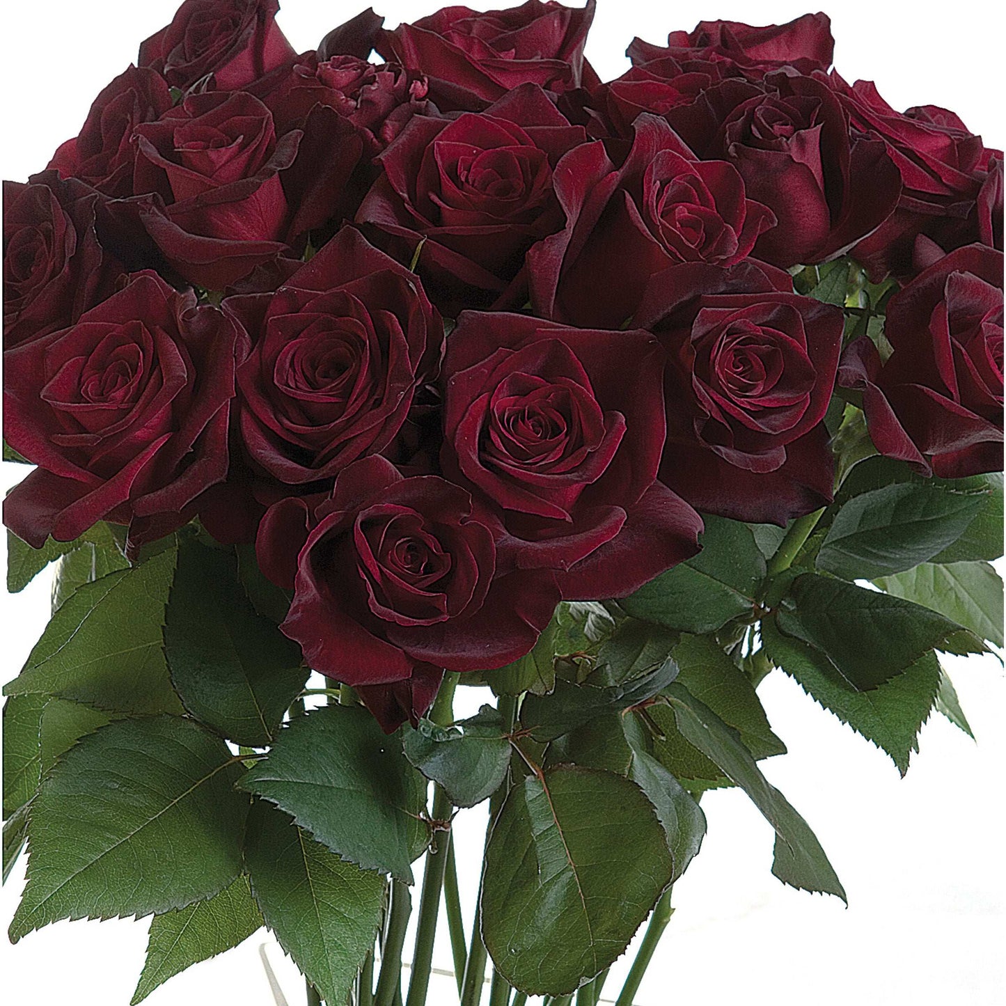 Black Baccara Rose Plant 1.5 gallon Pot - Blessings Grow Meadows