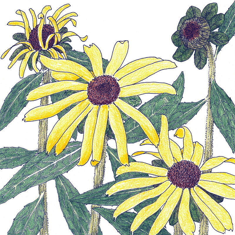 Black-Eyed Susan (pack) - Blessings Grow Meadows