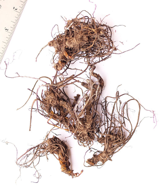 Wildflowers Black Cohosh with 5 root divisions from BloomingBulb, showcasing healthy, dark roots ready for planting.
