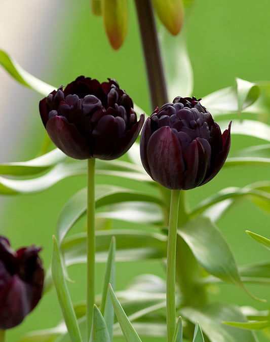 Black Hero Double Late Tulip bulbs from BloomingBulb, showcasing vibrant dark double tulip flowers ready for planting.