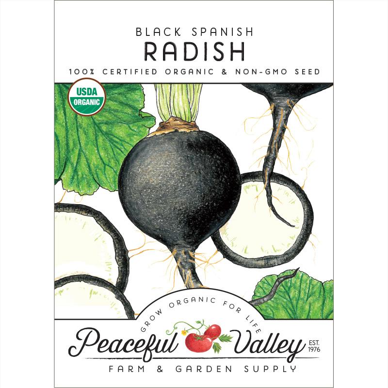 Black Spanish Radish Seeds (Organic) - Blessings Grow Meadows