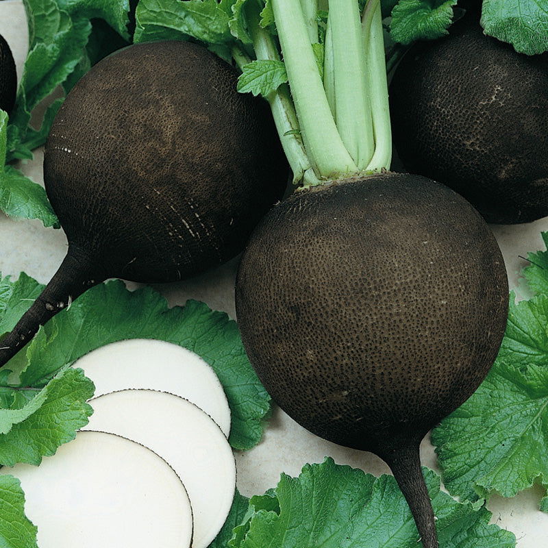 Black Spanish Radish Seeds (Organic) - Blessings Grow Meadows