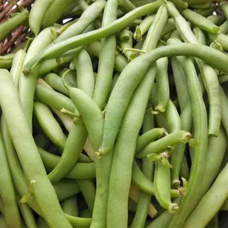 Black Valentine Dry/Snap Bean Seeds - Blessings Grow Meadows