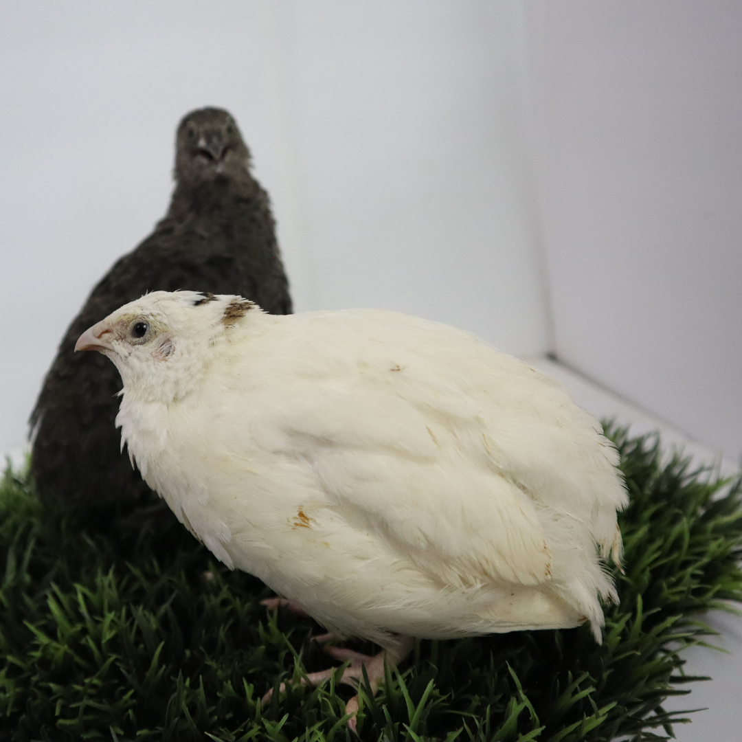 Black and white quail hatching eggs from Quailz.com, featuring adult quails in black and white plumage.