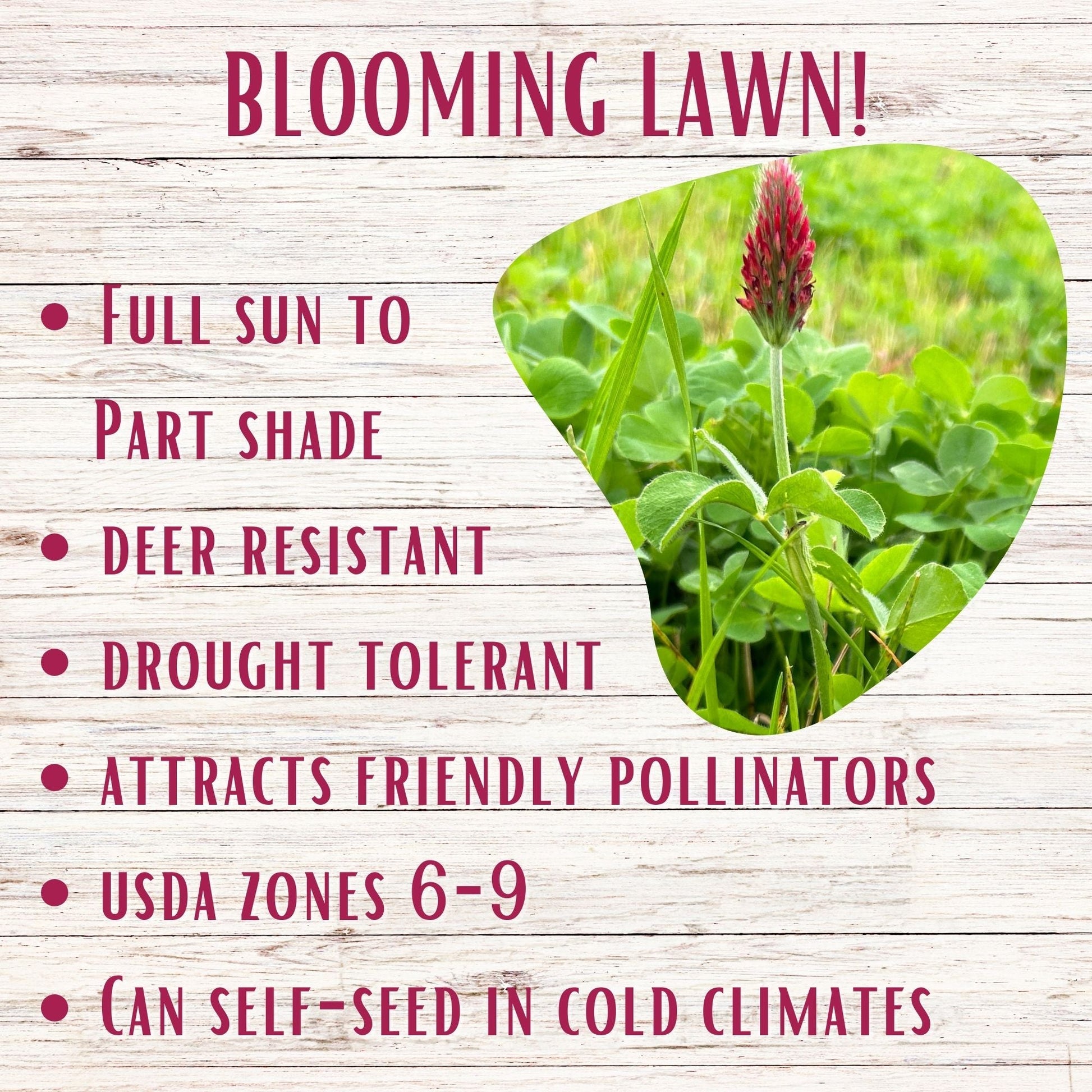 Crimson Clover Easy Spread Shaker - Blessings Grow Meadows