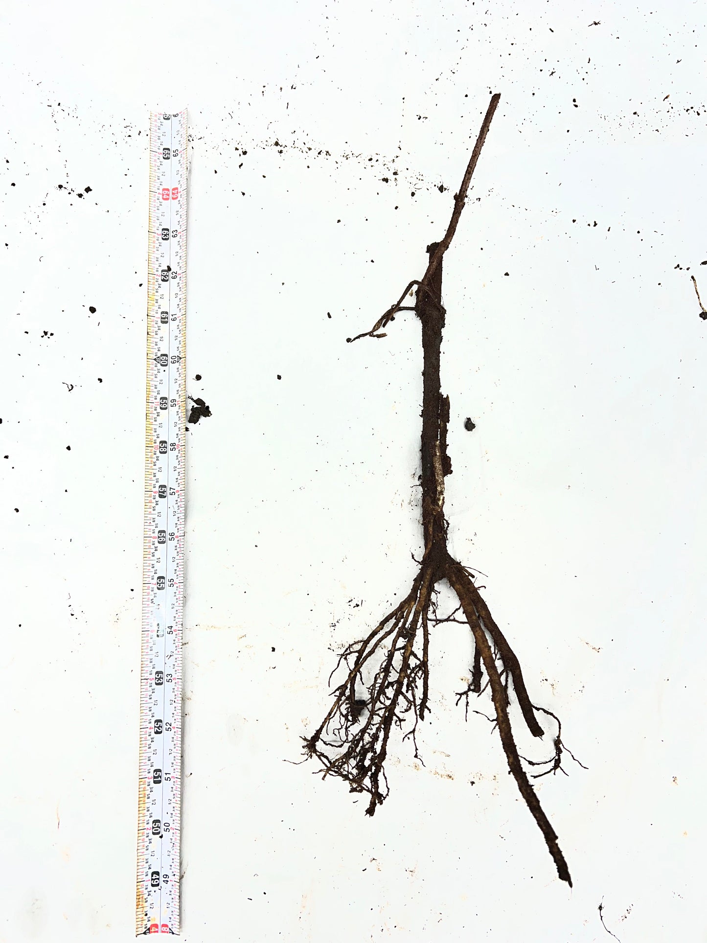 Elderberry plant with berries and bare root section, from The Farm On Central for Tennessee Elderberry planting and cultivation.