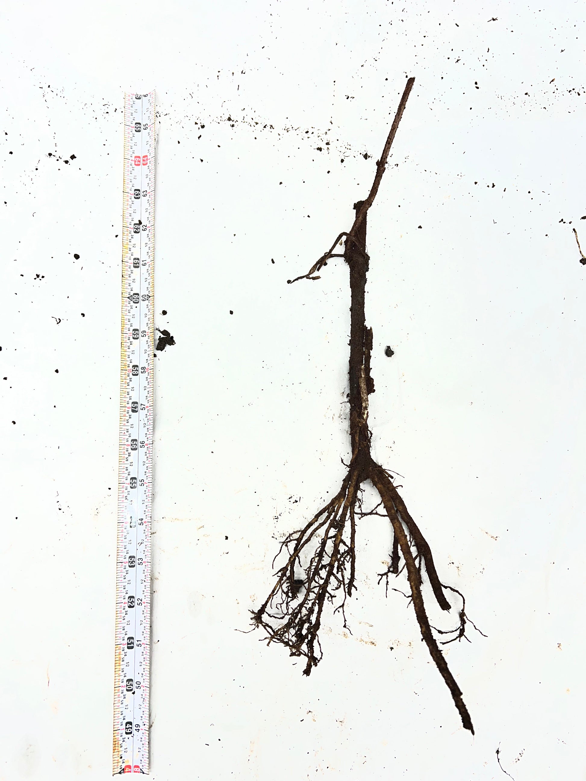 Elderberry plant with berries and bare root section, from The Farm On Central for Tennessee Elderberry planting and cultivation.