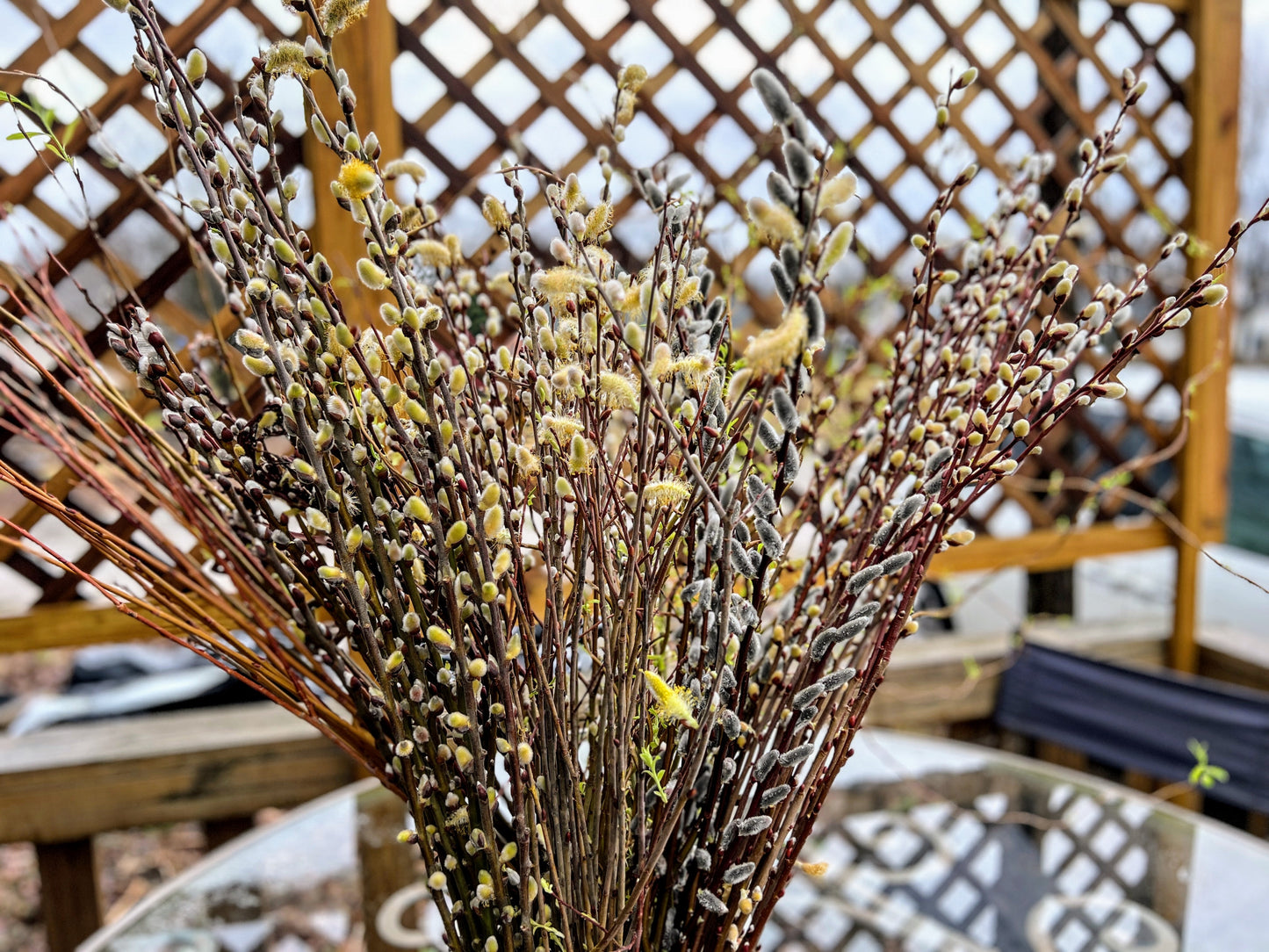 Showy Catkin Pussy Willow Mix (Free Shipping)
