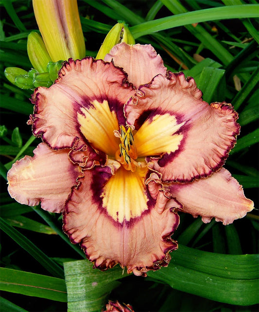 Brouhaha Reblooming Daylily single fan division from BloomingBulb, showcasing vibrant, blooming daylily flower with lush green foliage.