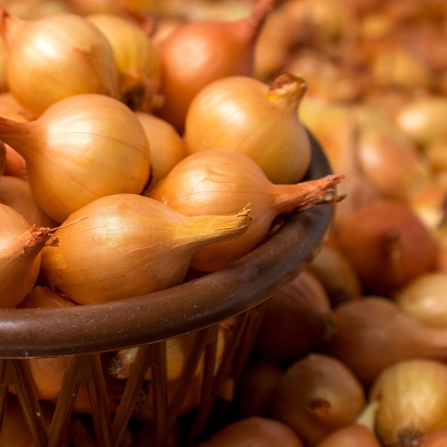 Mixed White & Yellow Onion Sets 1 Lb. Non-GMO - Blessings Grow Meadows