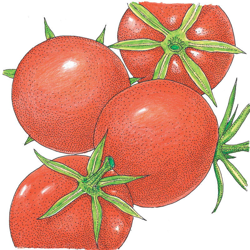 Burbank Tomato Seeds (Organic) - Blessings Grow Meadows