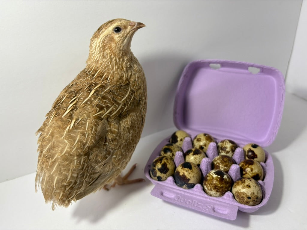 Fertile quail eggs from Quailz.com by Undique LLC, showing a close-up of fresh eggs with speckled shells on a white background.