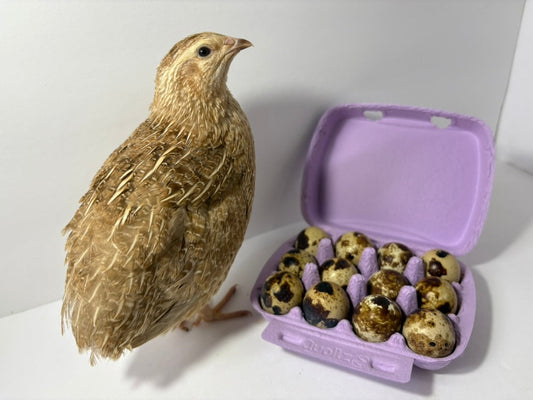 Fertile quail eggs from Quailz.com by Undique LLC, showing a close-up of fresh eggs with speckled shells on a white background.