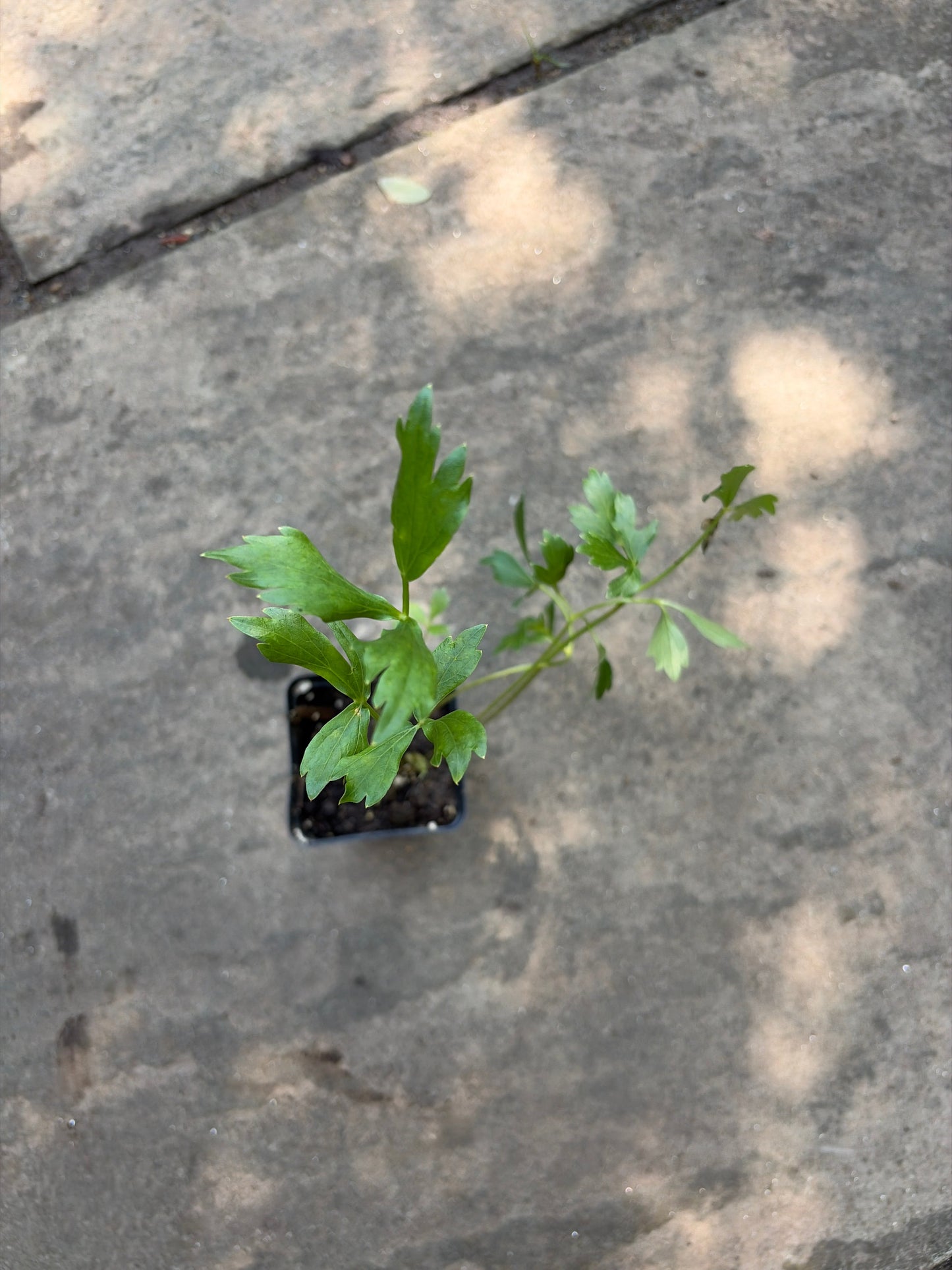 Lovage Live Plant – Levisticum officinale – Perennial Celery-Flavored Culinary Herb – Zones 4–8