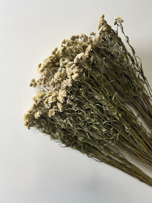 Dried Yarrow Peter Cottontail