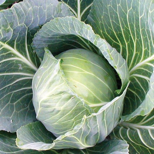 Late Flat Dutch Cabbage - Blessings Grow Meadows