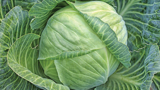 MIgardener All Seasons Cabbage seeds packet