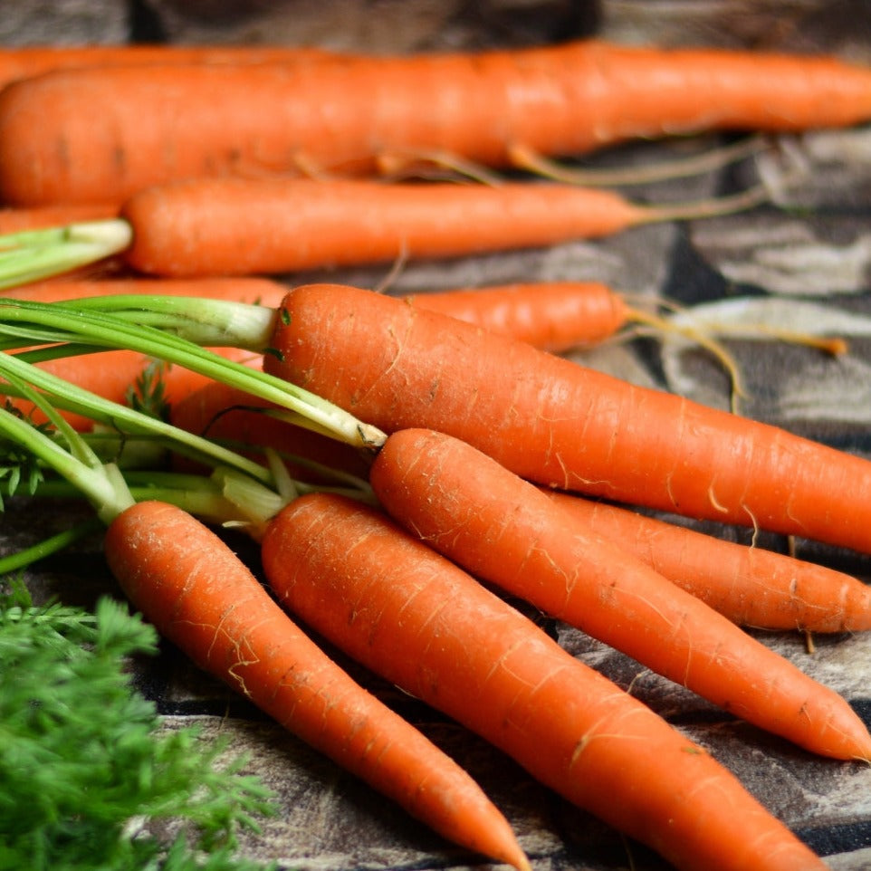 Imperator 58 Carrot - Blessings Grow Meadows