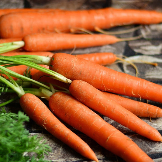 Imperator 58 Carrot - Blessings Grow Meadows