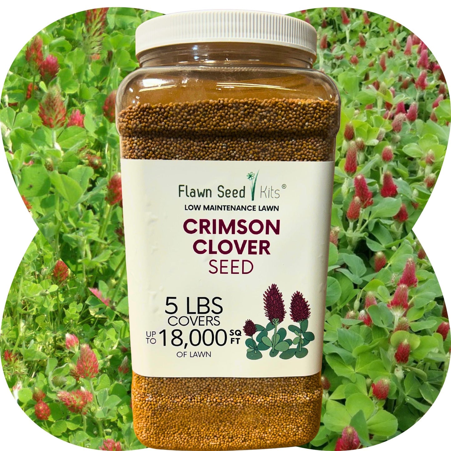 Crimson Clover Seed - Blessings Grow Meadows