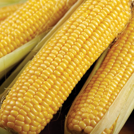Bodacious Sweet Corn - Blessings Grow Meadows