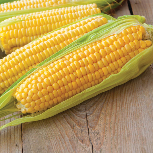 Kandy Korn Sweet Corn - Blessings Grow Meadows